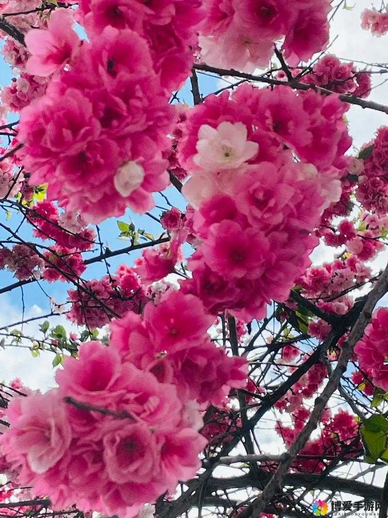 病勤楼栋 1-6 樱花：见证生命与希望的美丽奇迹