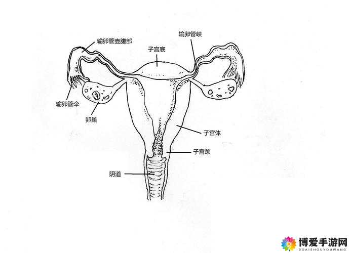 女性生殖器官的类型和特点