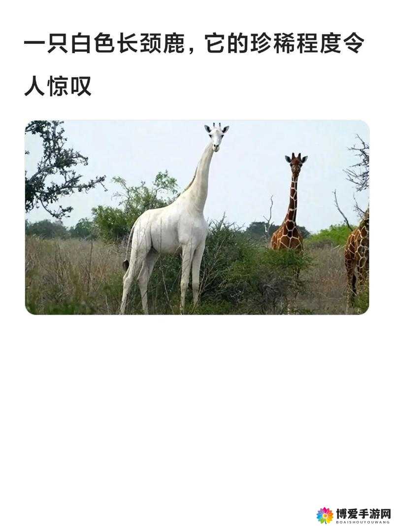 Selang :探索未知世界的神秘钥匙引领全新征程