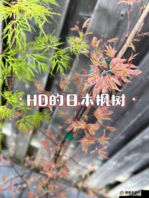 japanhdhd 相关内容介绍及详细解析