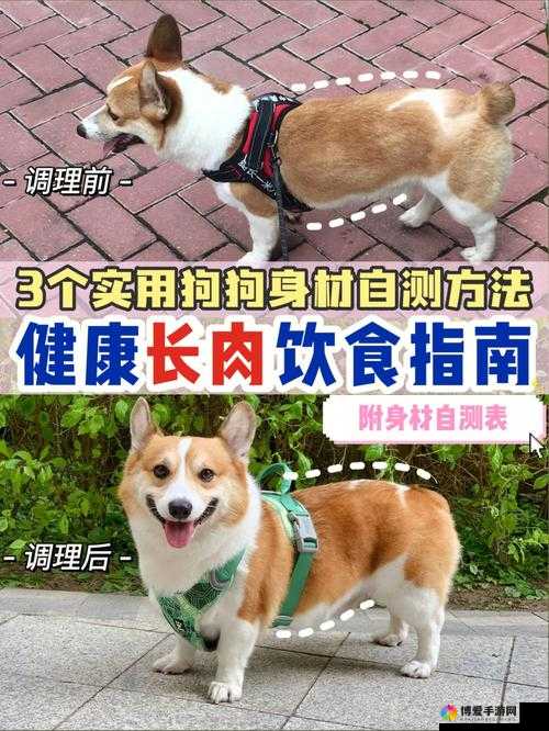 狗狗猛涨精肉狗大壮:市场占有率持续提升