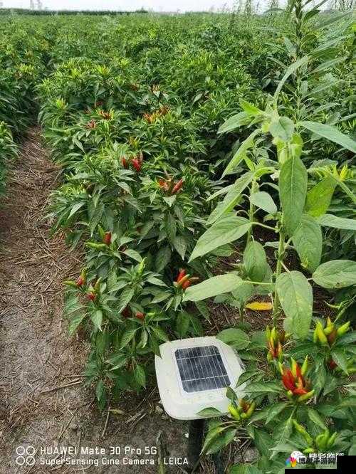 成熟的小辣椒 3：展现独特魅力与精彩的它