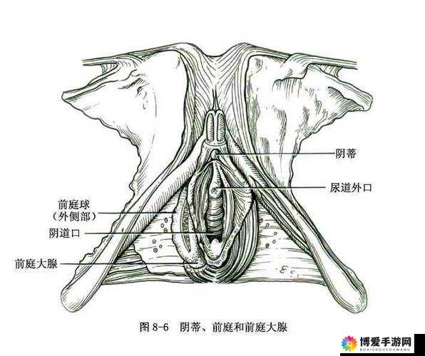 大陰蒂 bbwbbb 大陰唇：探索神秘而独特的魅力所在