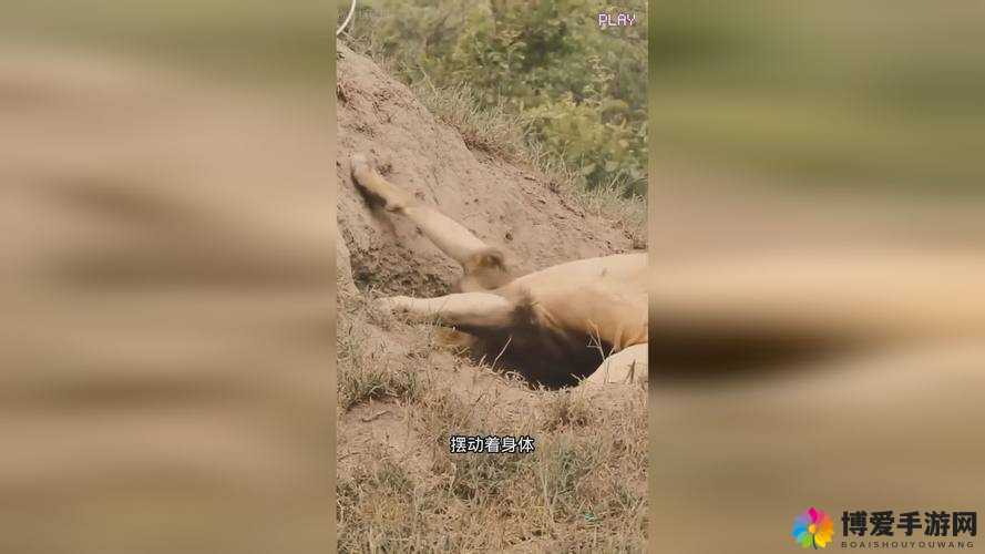 探索欧美性xxxxhd:无国界的激情与自由