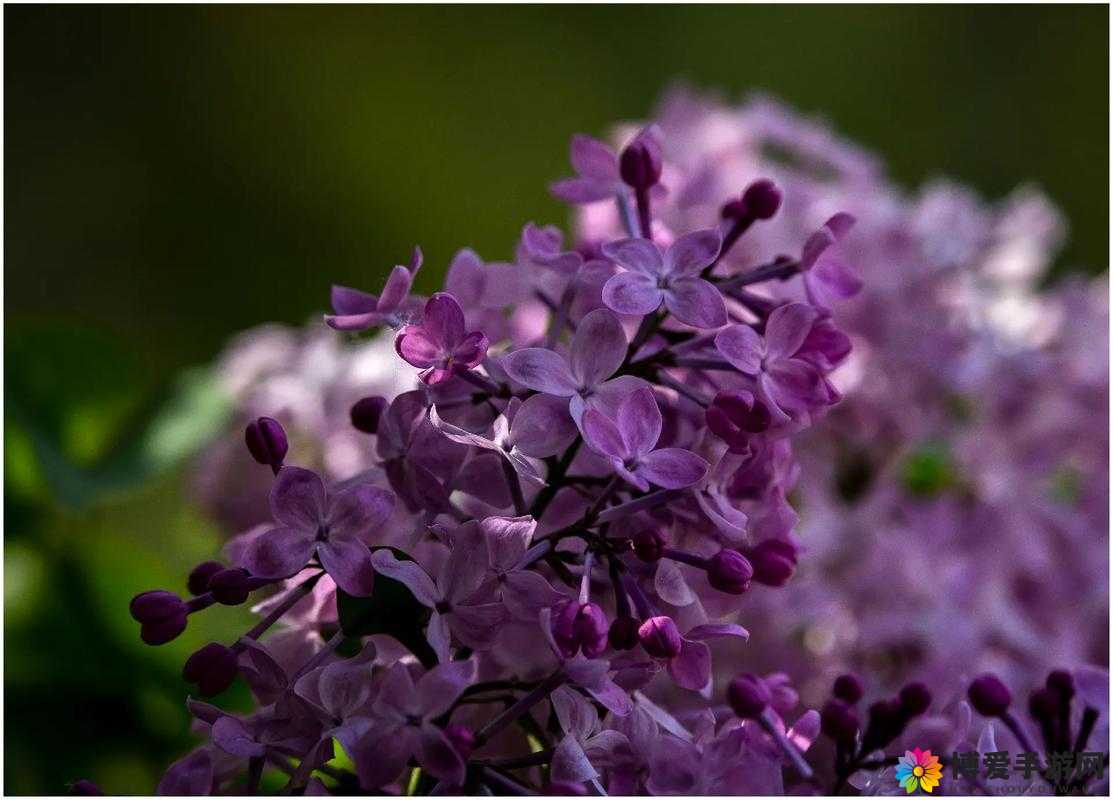 丁香花免费高清完整在线观看：畅享唯美视听盛宴
