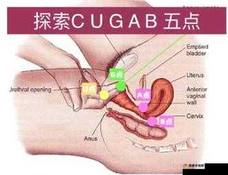 荡货夹的这么紧欠 c 调教视频：极致快感的私密探索