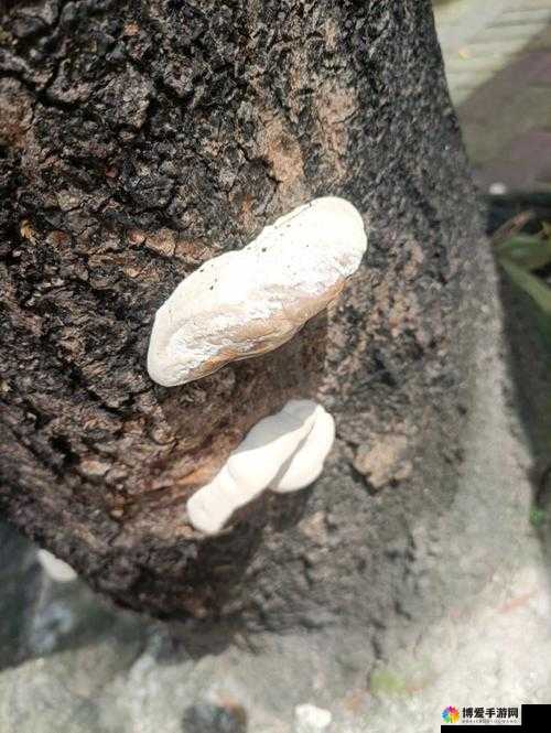 国产又粗又黄又爽又硬的蘑菇：独特魅力引人探寻