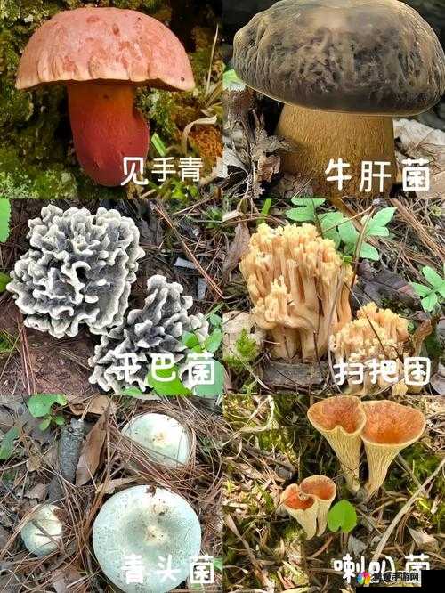7x7x7x7x 任意槽蘑菇 ：探索其神秘的内在世界