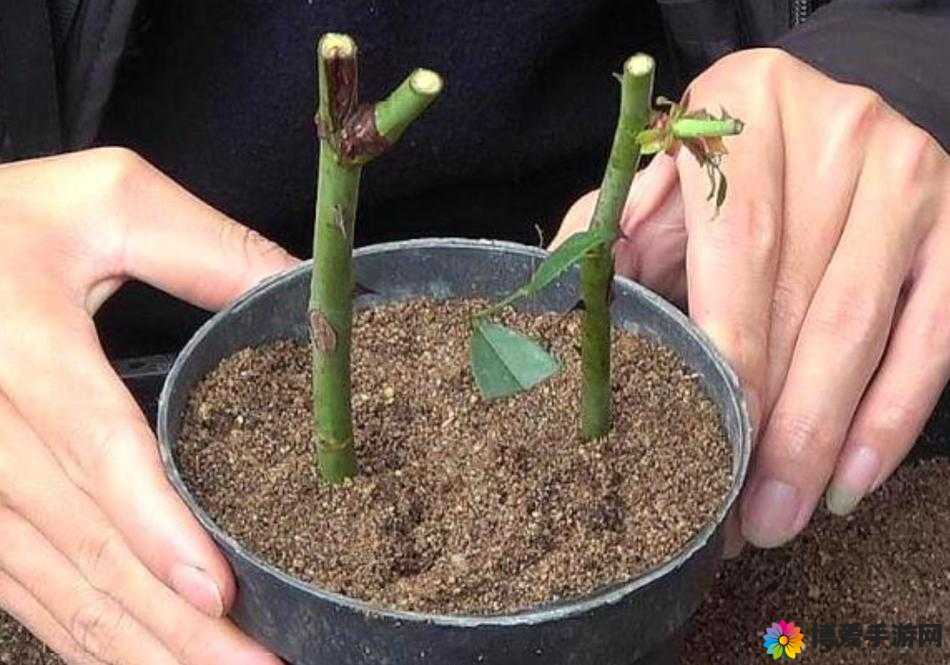 韩式 72 种扦插方式大揭秘：让你的植物蓬勃生长