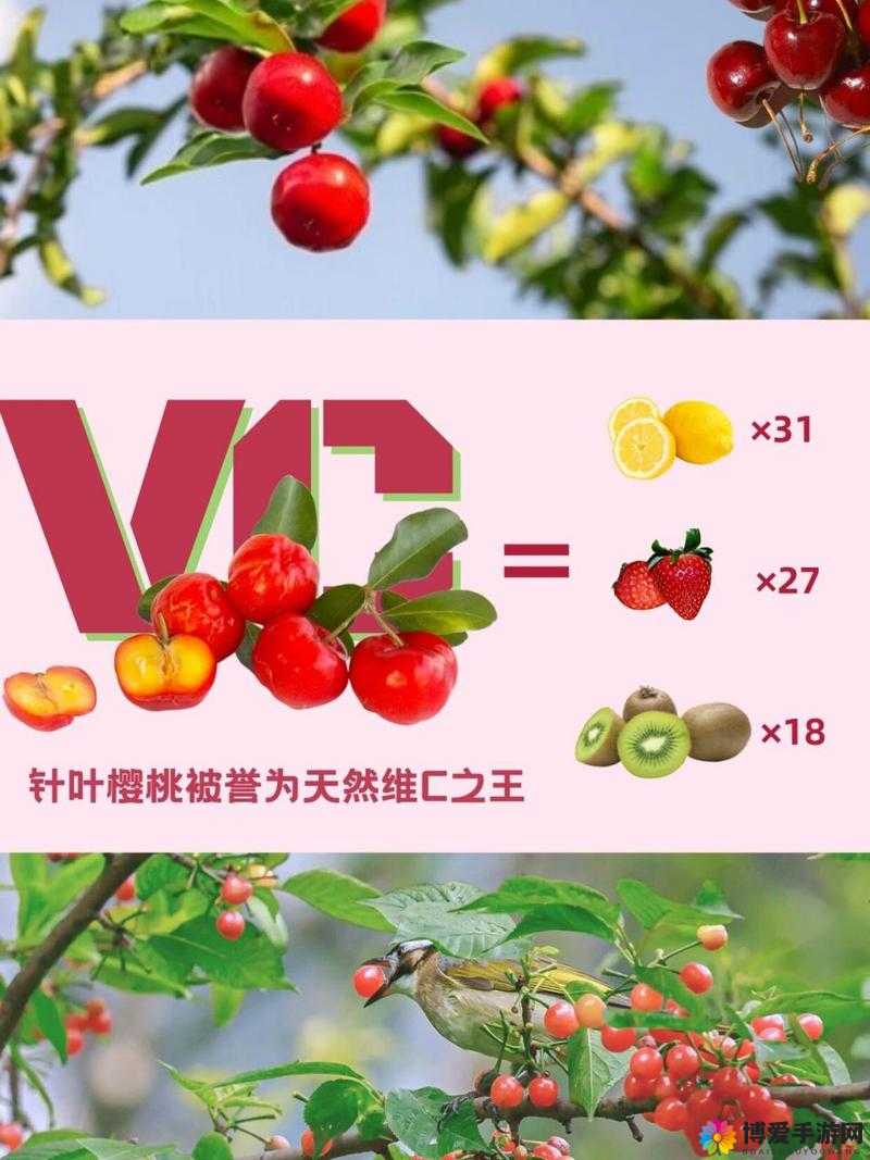 樱桃cherry 官网：呈现优质产品与卓越服务