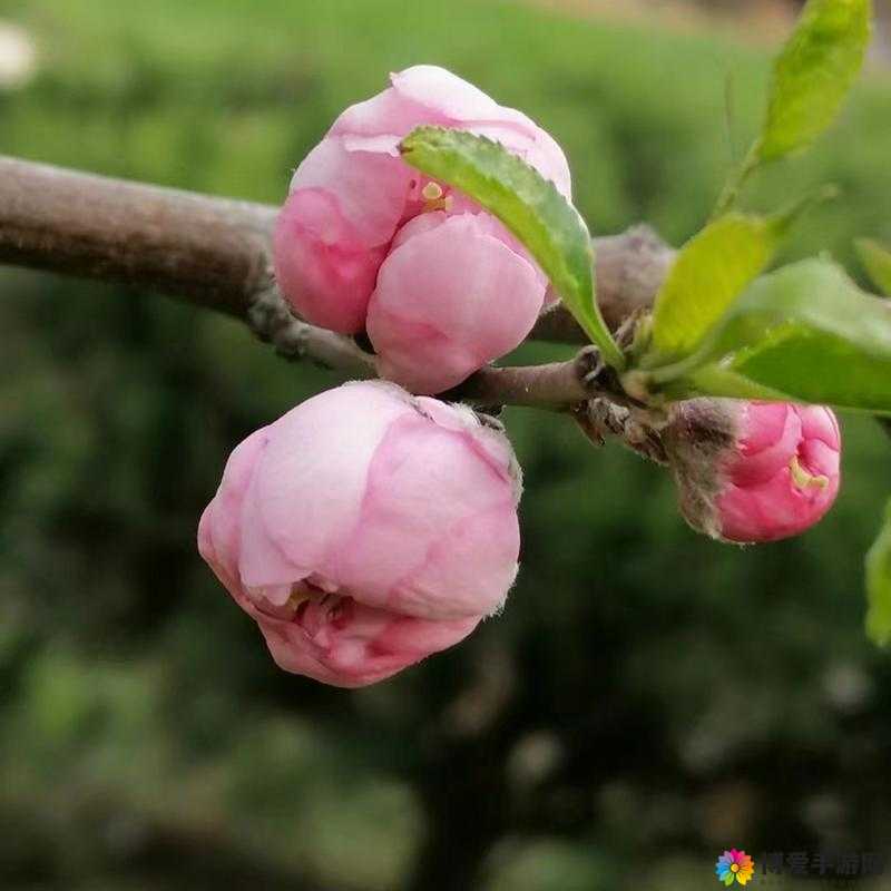 含苞欲放的桃花——那宛如春天的娇艳嘴唇