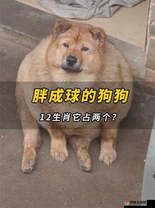 人 or 猪 or 狗已彻底下架-老用户：关于其背后的故事和影响探讨