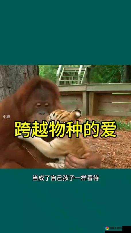 美国 ZOOM 人狗 APP 一欢迎你:跨越物种的奇妙互动,你准备好了吗