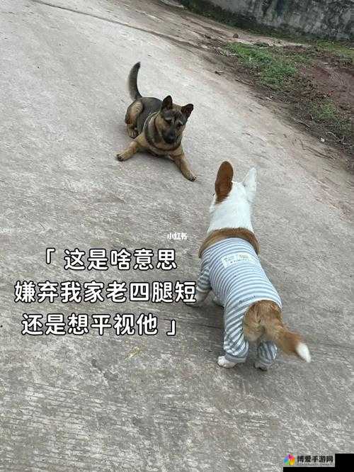 婆婆和我的狗老公怎么相处才能和谐幸福美满