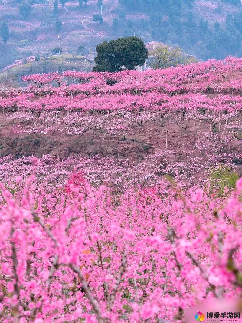 国色天香桃花朵朵开：绽放盛世之美惊艳人间