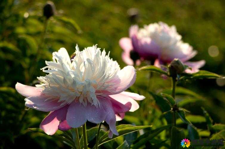 香软玉滑-林芍药：一个令人心动的独特存在