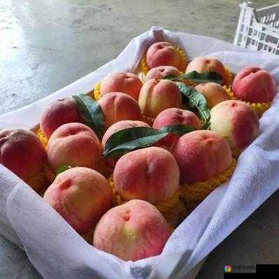 无人一区二区区别是什么?红桃粉丝热议:到底有何不同?