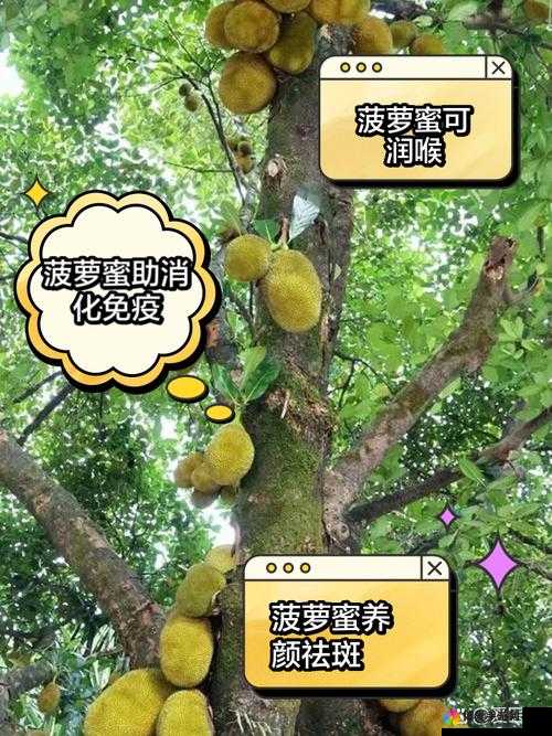 探秘亚精产品一三三三菠萝蜜：带你领略独特水果的神奇魅力