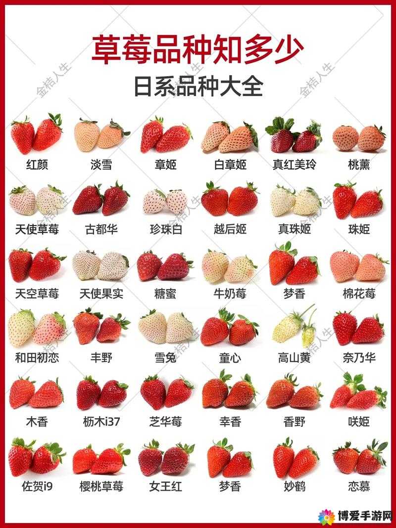 精产国品一二三产区草莓的独特品质与魅力