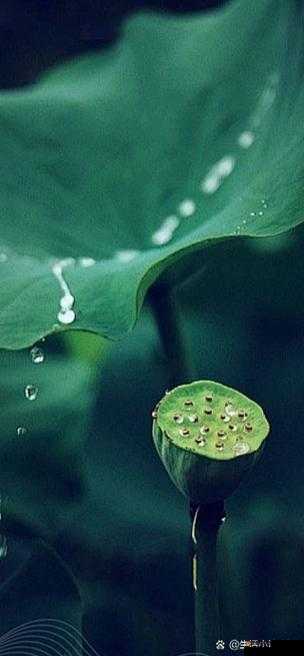 老人船上弄雨荷第十二集跚钢之独特情节呈现