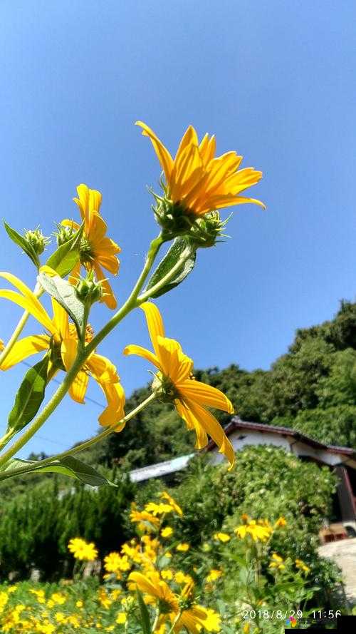 野花日本大全免费观看 10 中文：畅享精彩日本影视之旅