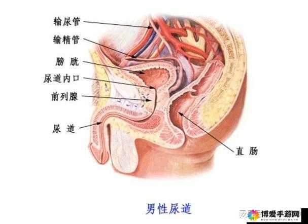 男性勃起完整过程无遮挡的自然呈现与奥秘探讨