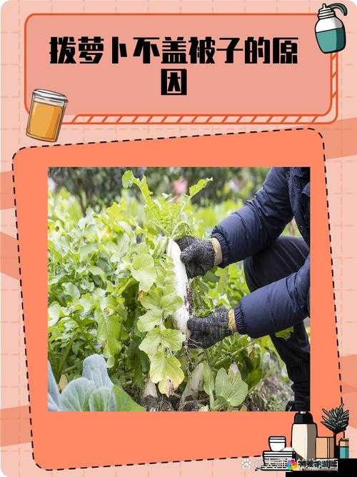 八黄萝卜不盖被子行吗：探究蔬菜种植与保暖的关系