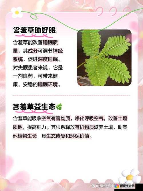 国产精品区一区二区三含羞草：优质内容的独特呈现