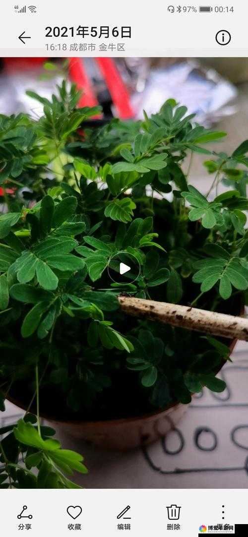 含羞草 2021 地址永不失联：探寻其独特魅力与价值