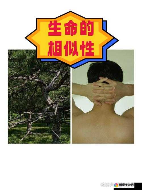人与兽奇妙交互：探索独特的生命互动与情感连接