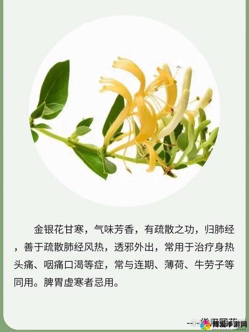 双管齐下金银花的独特魅力与功效解读