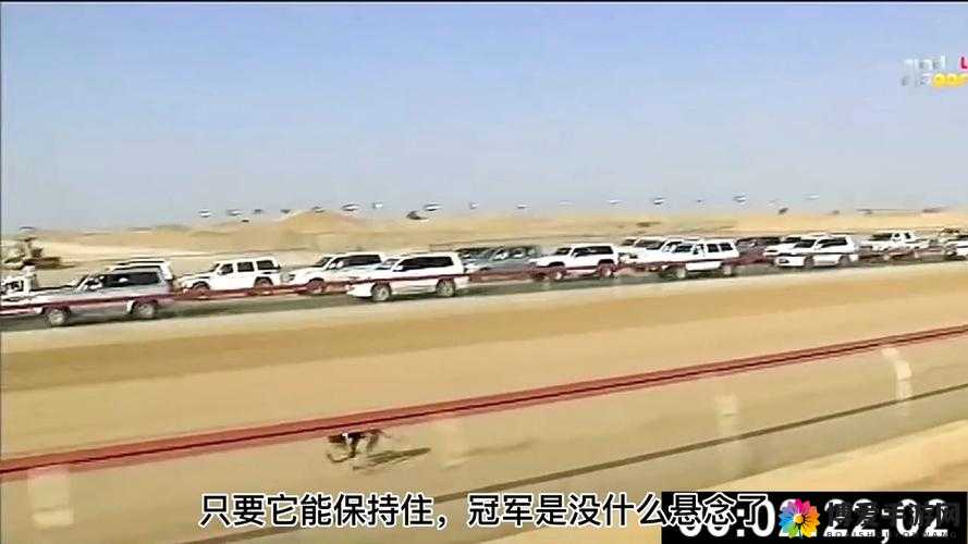 赛狗文化与竞技游戏中的双头狗，从现实到虚拟的跨越