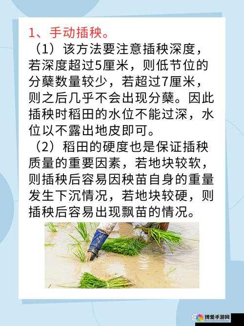 夫妻共同探索一百种独特插秧方法之奥秘