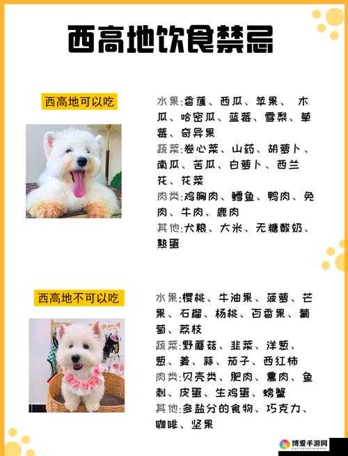 人狗胶配方大全：狗狗，你需要知道的一切