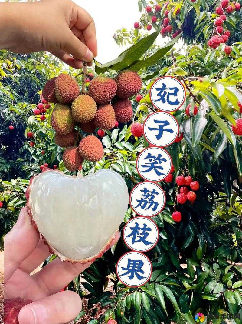 当季新鲜采摘含糖 11h 荔枝：一口爆汁，甜过初恋