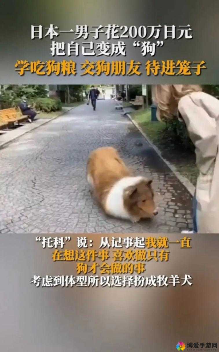 日本 MindUp 狗与普通版对比之详细差异与特点分析