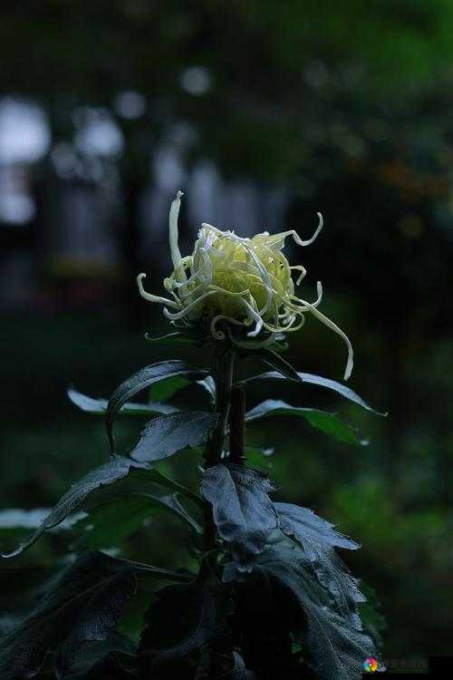 在这寂静的角落里，一朵菊花安静地绽放，旁边静静地放着一支笔