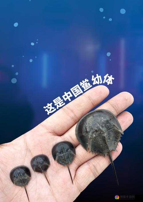 我叫MT2船长鱼人，精英副本的海洋霸主获取攻略