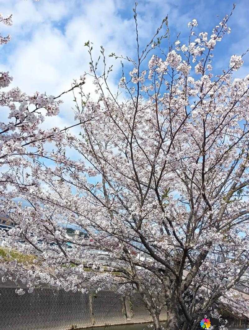 紫阳花在凋零之时樱花依旧绚烂绽放