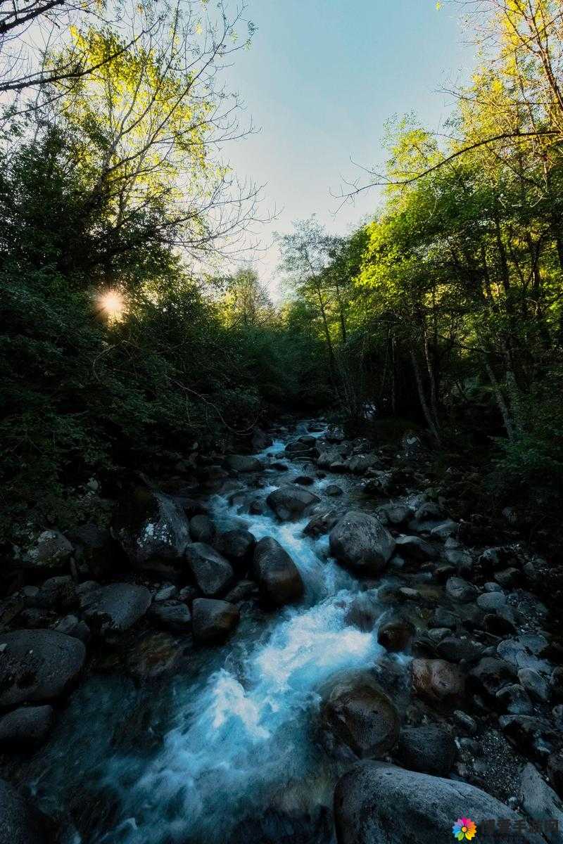 浓密的森林小溪在流淌水：那静谧而美好的自然之景