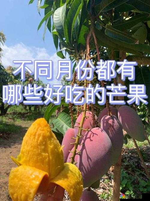 芒果精产国各产区区别：一产区特点、二产区特色与三产区差异