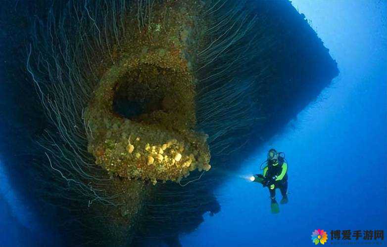 触手乳孔：神秘海洋生物器官的独特构造与功能