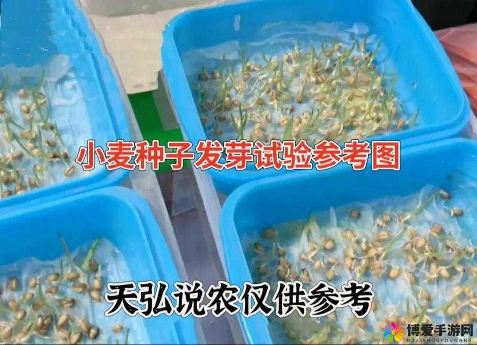 韩国朋友家的麦子是如何种植的：经验分享