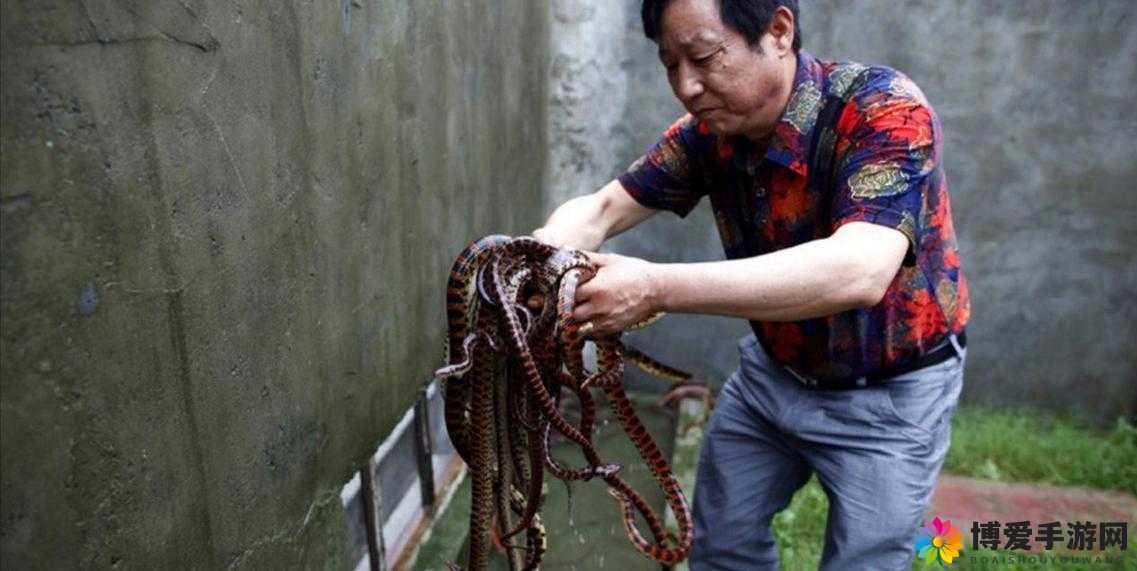 蛇王的尾巴高 ah 究竟隐藏着怎样的秘密呢