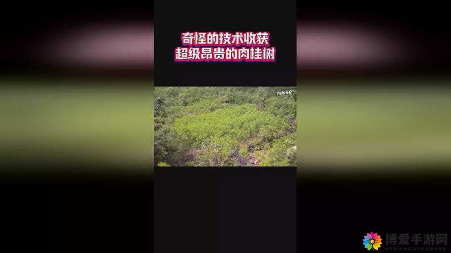 x9x9x9x9 任意槽 2024 免费进口：相关内容详细介绍与解析