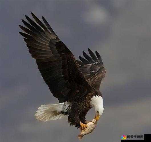 中出特写：那令人震撼的精彩瞬间呈现