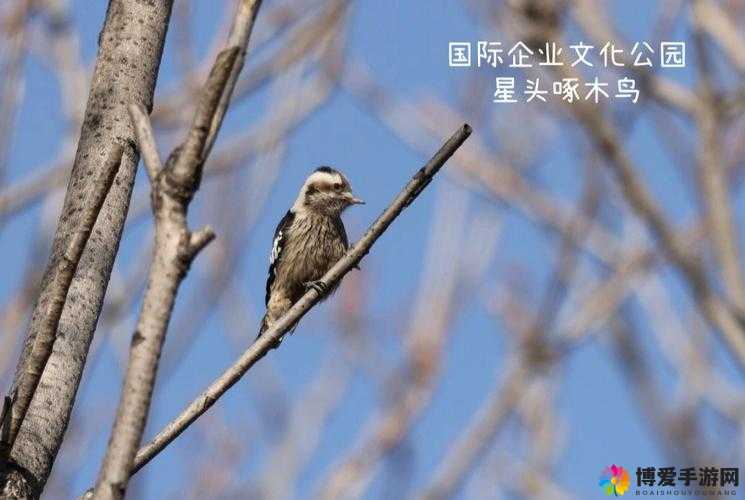 啄木鸟满天星交易：探寻其背后的商业运作与发展趋势