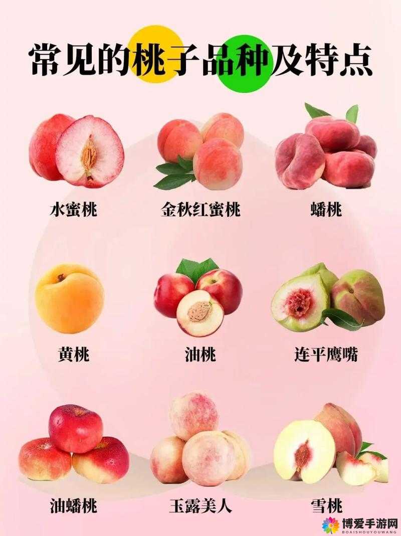 北京 18 号桃：果型优美口感甜脆的优质桃品种特点解析