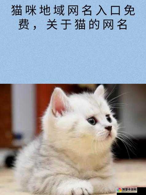 猫咪最新永久地域网名是什么：探寻其背后的意义与影响