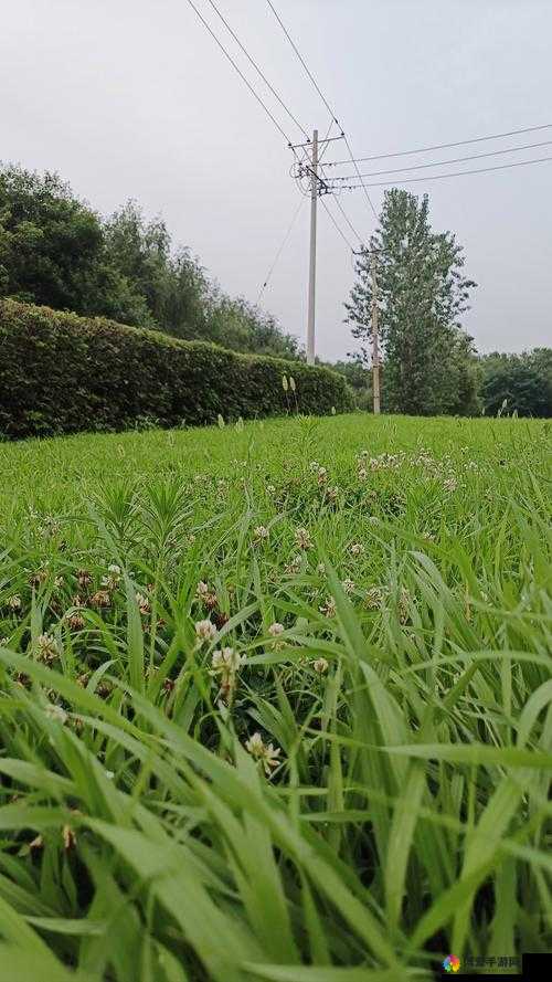 在 2024 年，小草回家的路入口究竟在哪里？